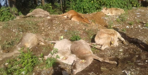 तस्करको भ्यानमा मरेका सात गाई भेटियो